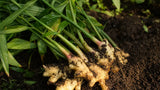 Ginger Root