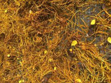 Goldenseal Root