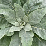Mullein
