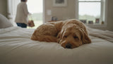 Calm dog resting at home as pet parent prepares to leave