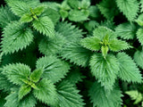  Nettle 