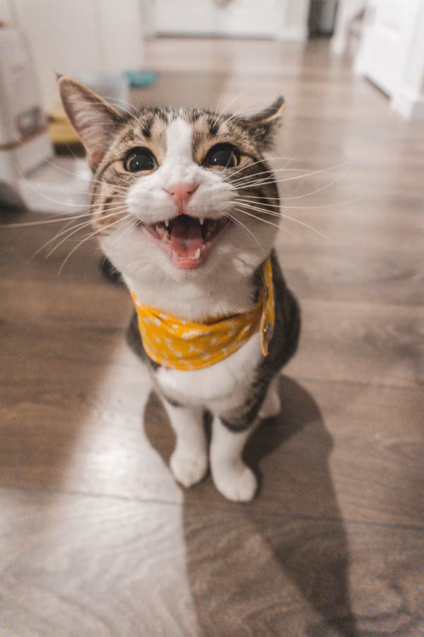 Cat wearing a yellow bandana on a wooden floor