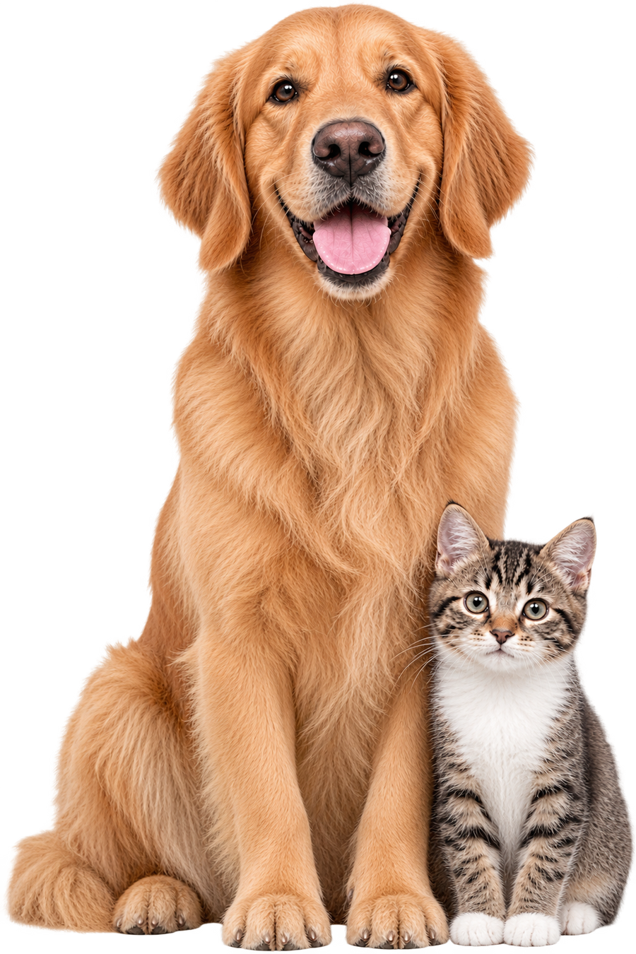 A golden retriever dog and a tabby-and-white kitten sitting together on a plain white background.