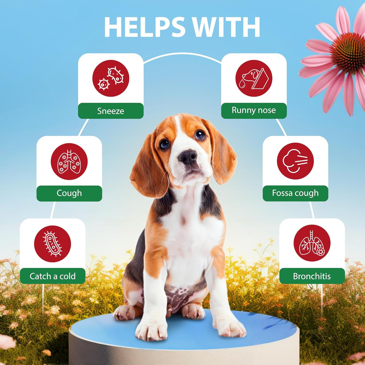 Dog standing on a blue platform with health icons and text about common dog ailments.