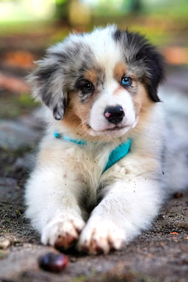 Puppy with blue eyes sitting on a dirt path