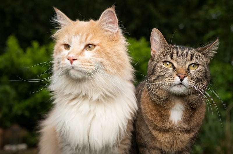 Shop For Cats