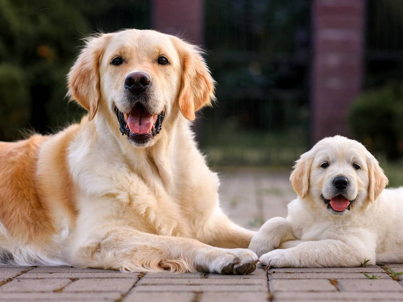 Shop For Dog