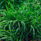 Couch Grass