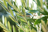 Olive Leaf