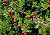  Bearberry Leaf
