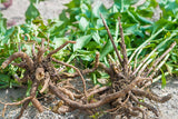 Valerian Root